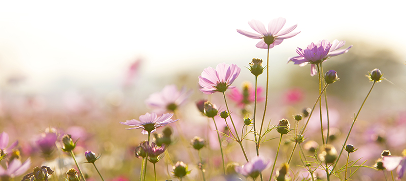 코스모스